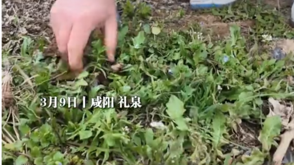 女孩被相亲对象带去挖野菜，挖了一兜荠菜，他全拿走了