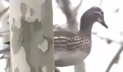 西湖鸳鸯看房团出动抢一线湖景房，4月下旬鸳鸯宝宝将出巢