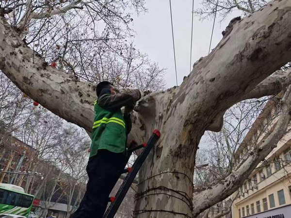 平顶山卫东区：专项行动护航城市“绿脉”