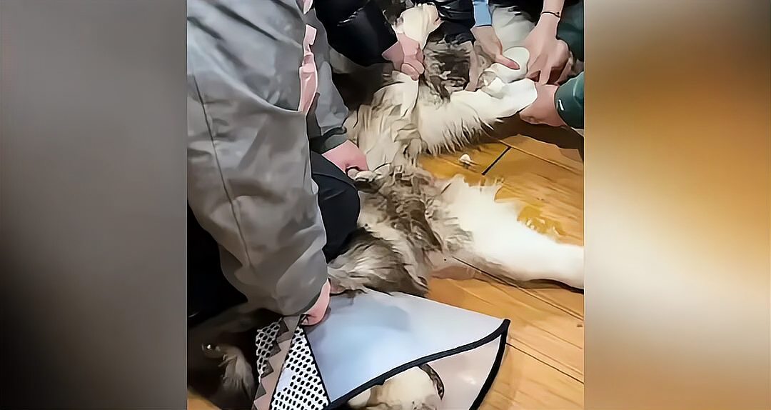 女儿百斤大犬咬伤父亲被安乐死