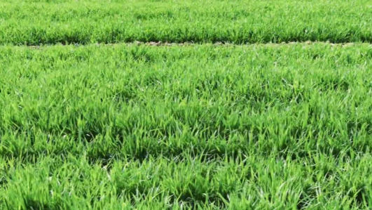 获嘉县中和镇：风吹麦浪诉说着春日的生生不息