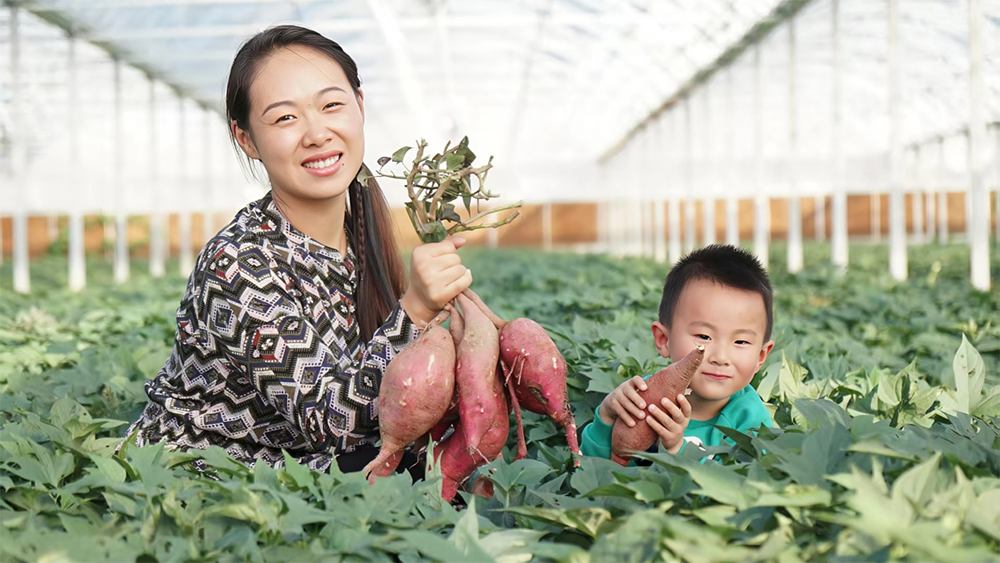 连续三年全市第一、全省第二 确山 “土特产”名牌亮闪闪
