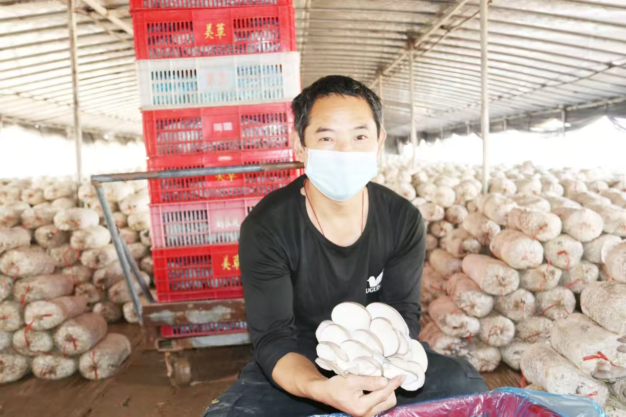 小蘑菇“出圈”记：民权县如何把平菇种成富民大产业