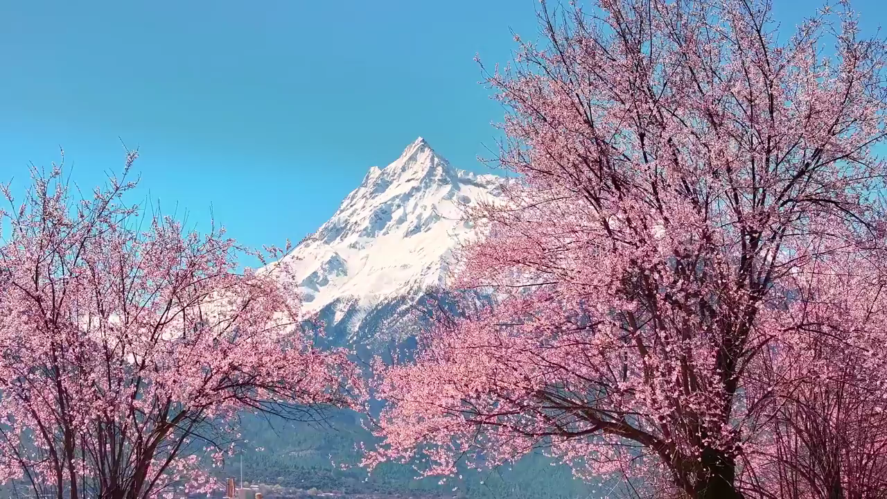 雪山与桃花同框太美！想去看林芝桃花海