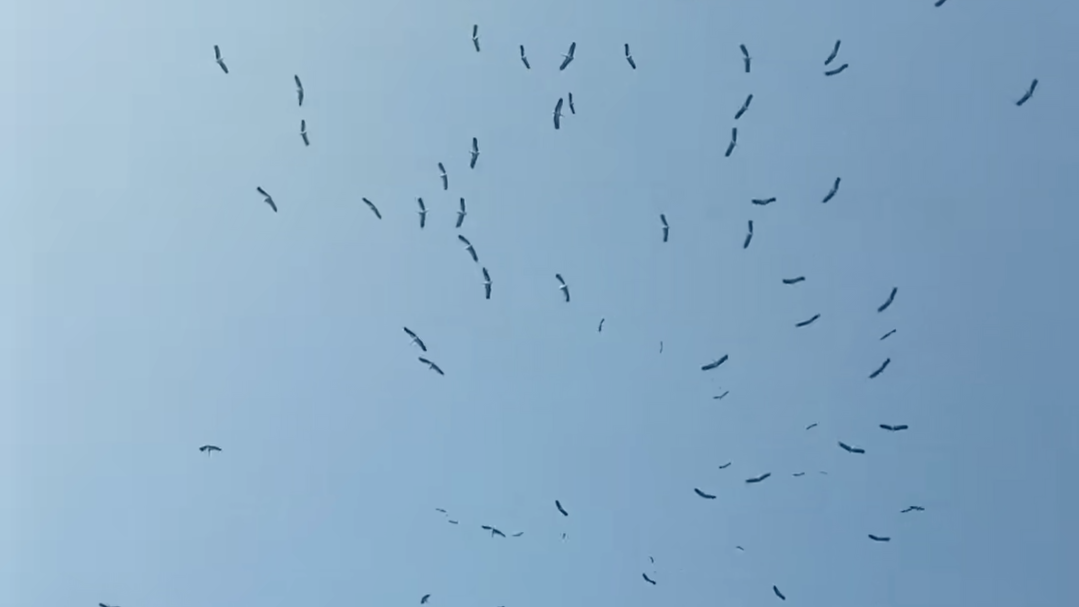 老人离世，天空飞来鹤群在空中盘旋