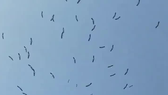 78岁老人离世天空群鹤盘旋半小时