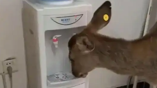 小鹿开饮水机喝水 还知道区分冷热