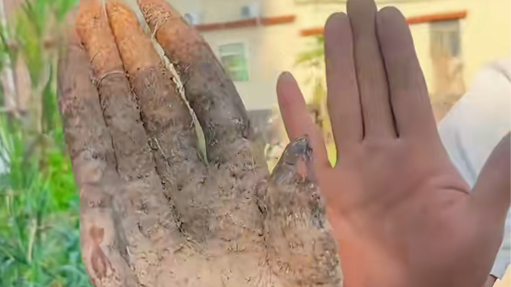 广东一老人挖到“淮山手” 有人出价8000元购买被拒