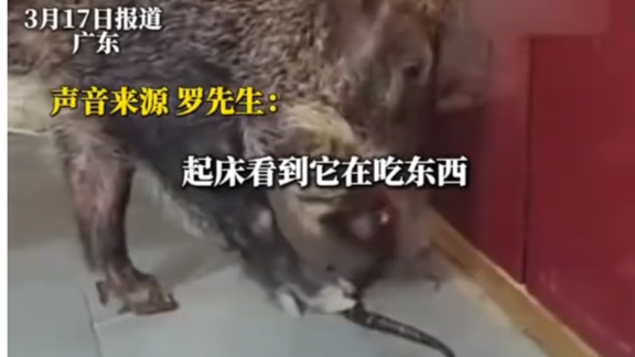 眼镜蛇闯入家中，被男子收养的野猪吃掉