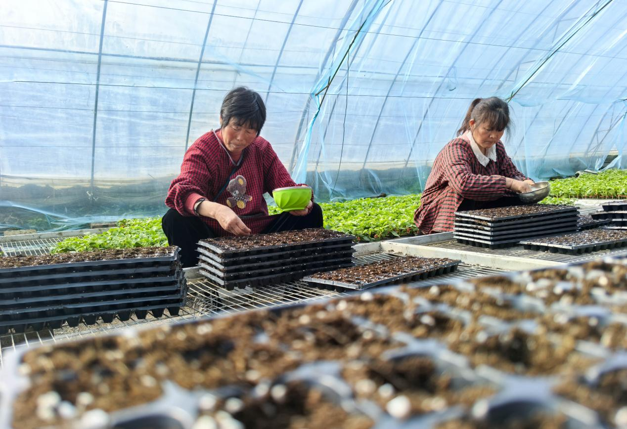 河南驻马店驿城区：育苗基地春管忙 孕育产业新希望