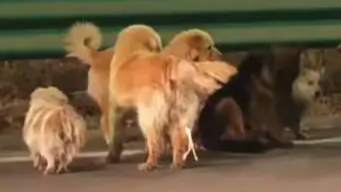 7只狗狗被偷掉落高速 跋涉17公里返家