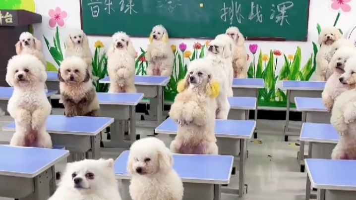 上海狗狗幼稚园：按性格分班