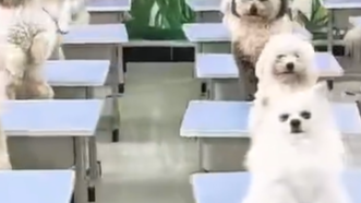 95后女生每月花1.2万送狗上学