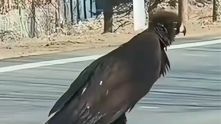 吉林一国道现“巨鸟”过马路，目击者称有近一米高