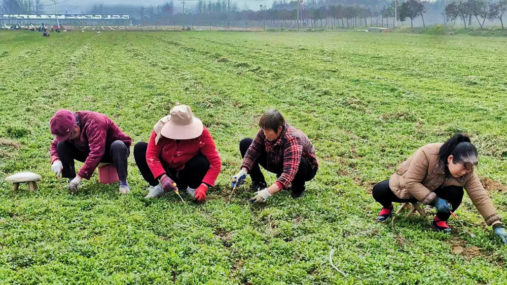 确山：药材基地春管忙