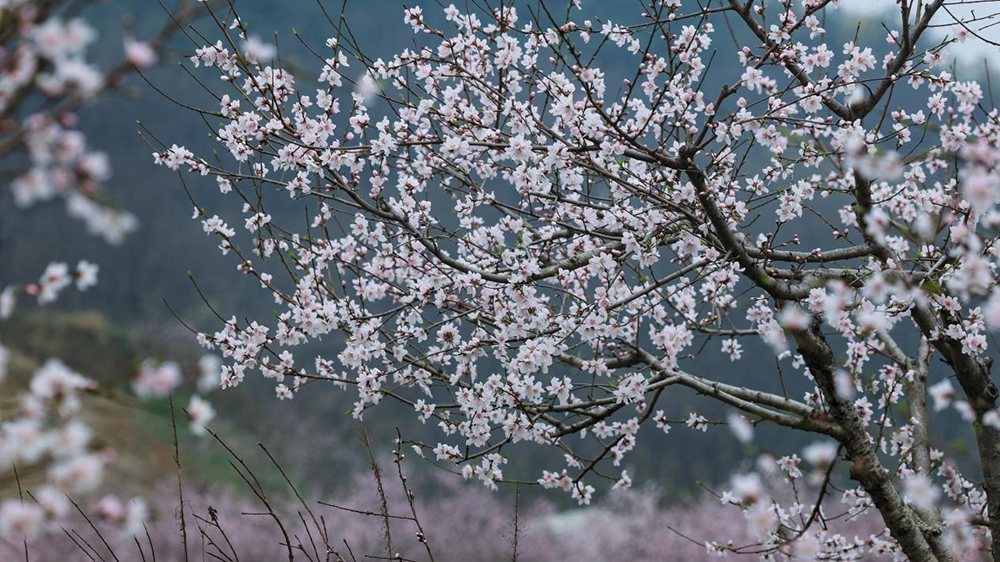 寻觅诗画田园 相约确山花海