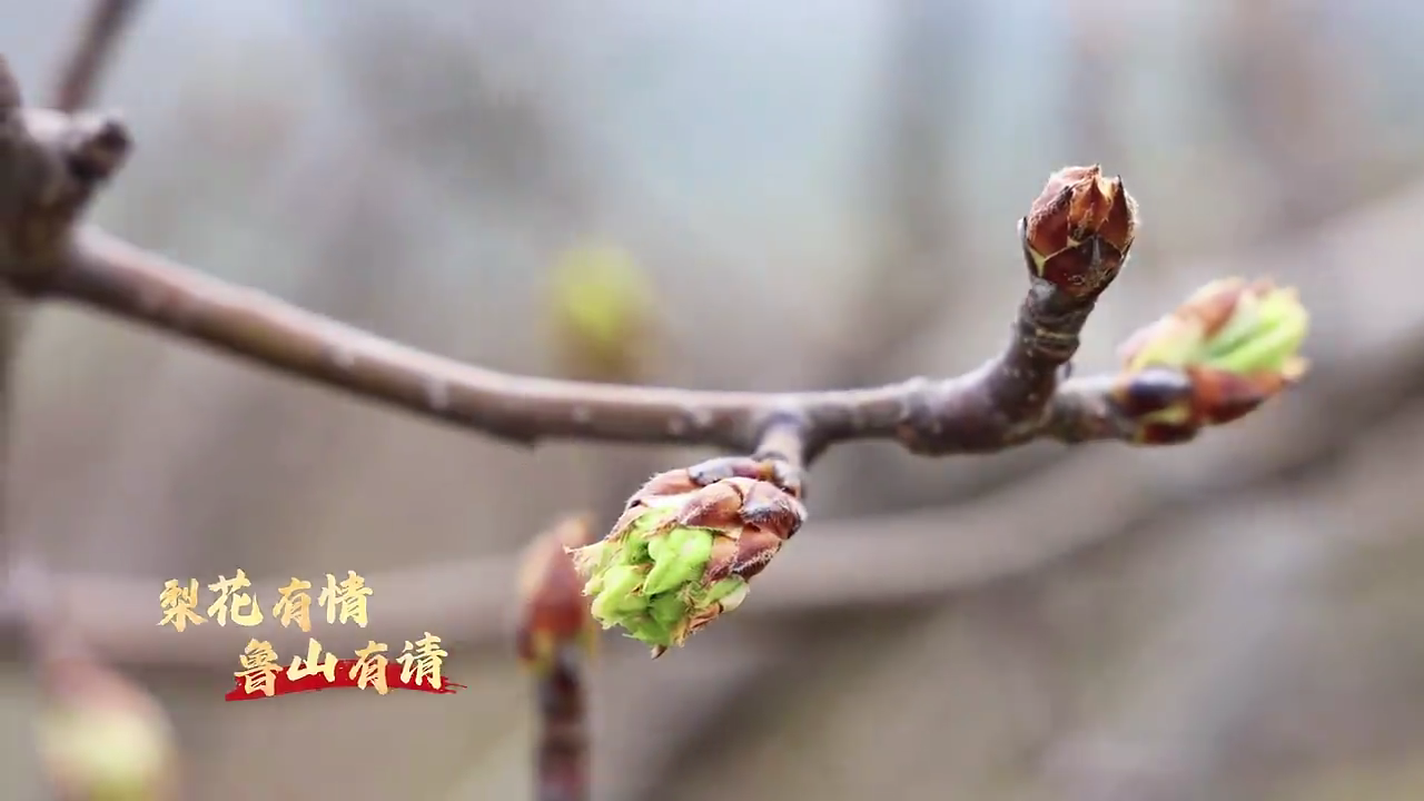梨花有情，鲁山有请