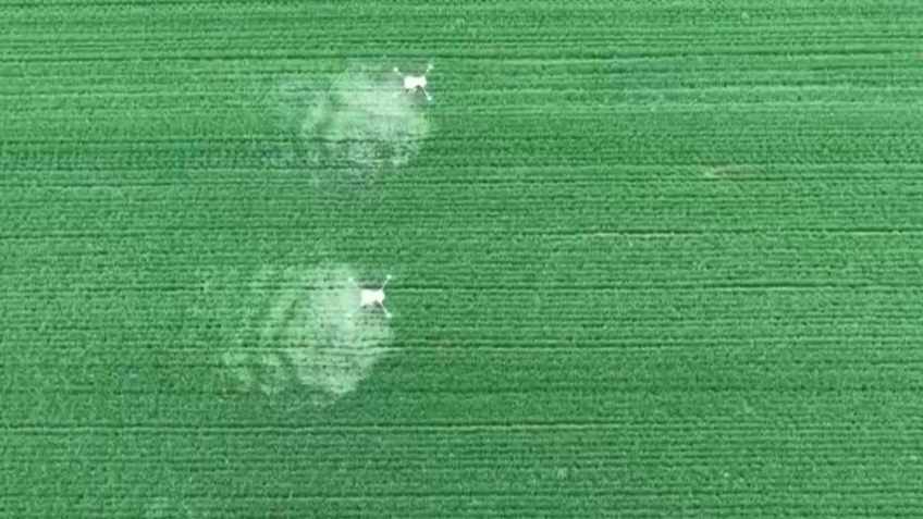 “靠天吃饭”→“知天而作” 科技助力小麦春管关键期