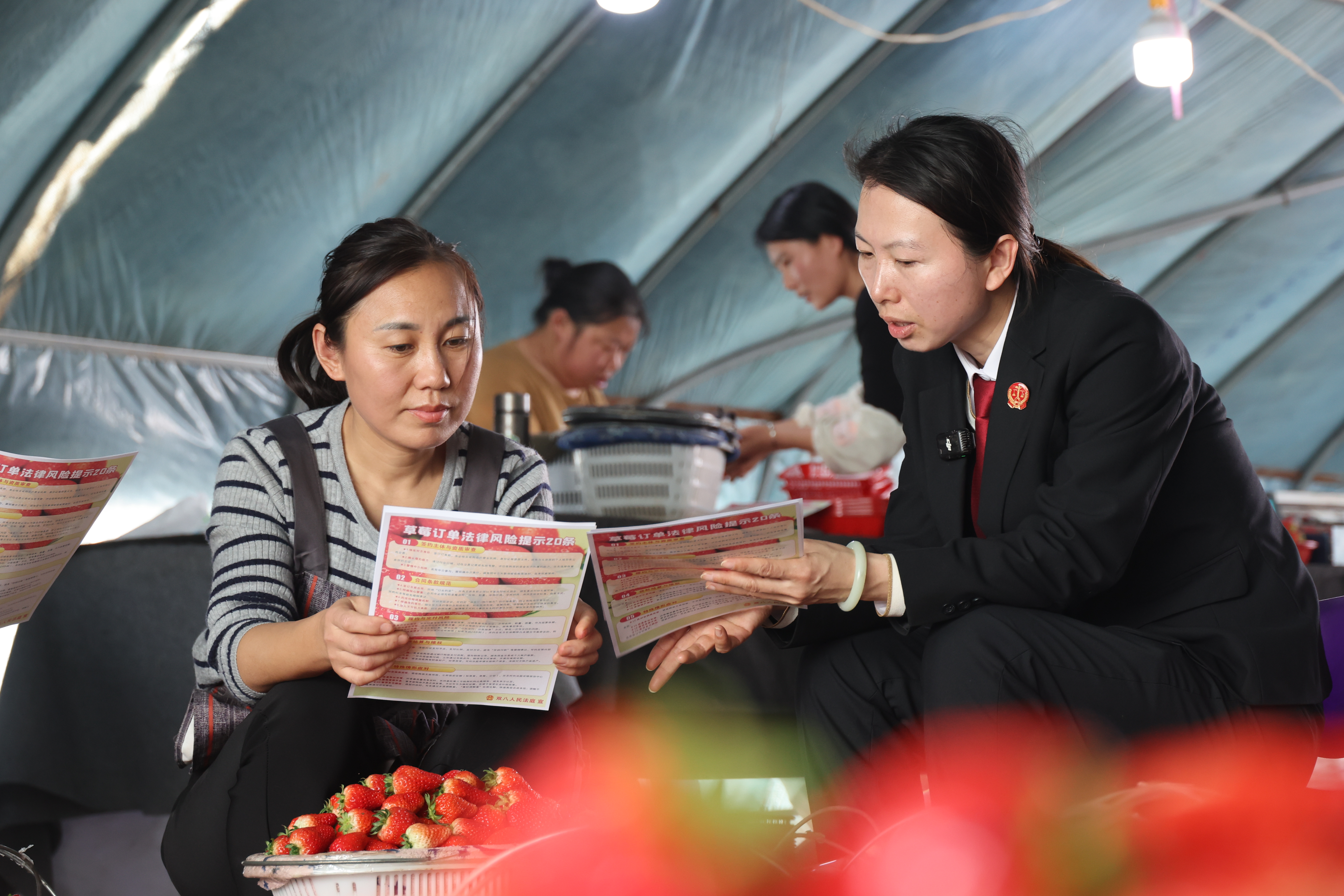 商丘梁园区法院：法治护航草莓产业 司法助力乡村振兴