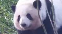 治愈！花花三两步走出T台范儿