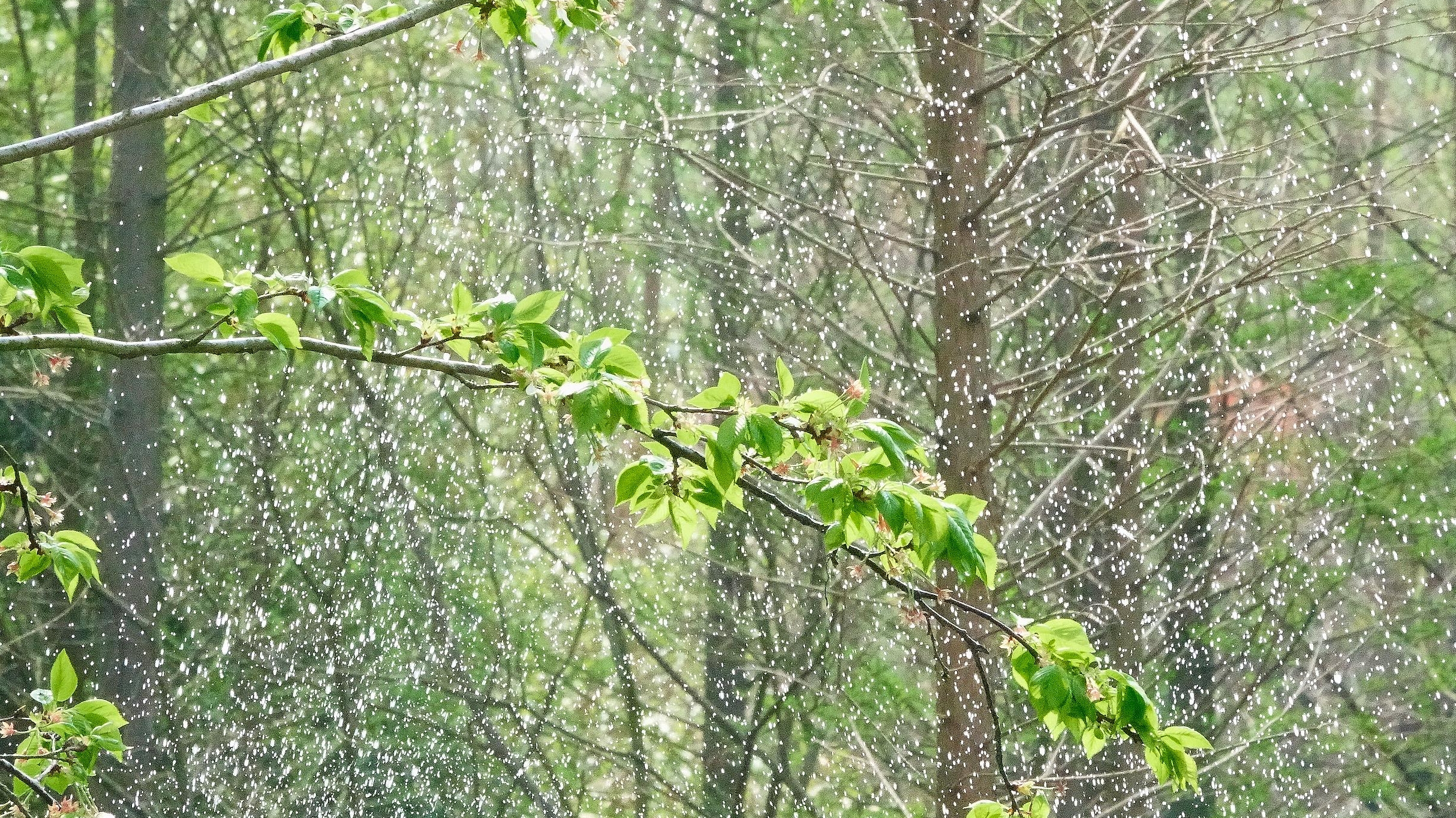 “絮”势待发！河南杨柳絮时间线公布，这份防护指南请收好！