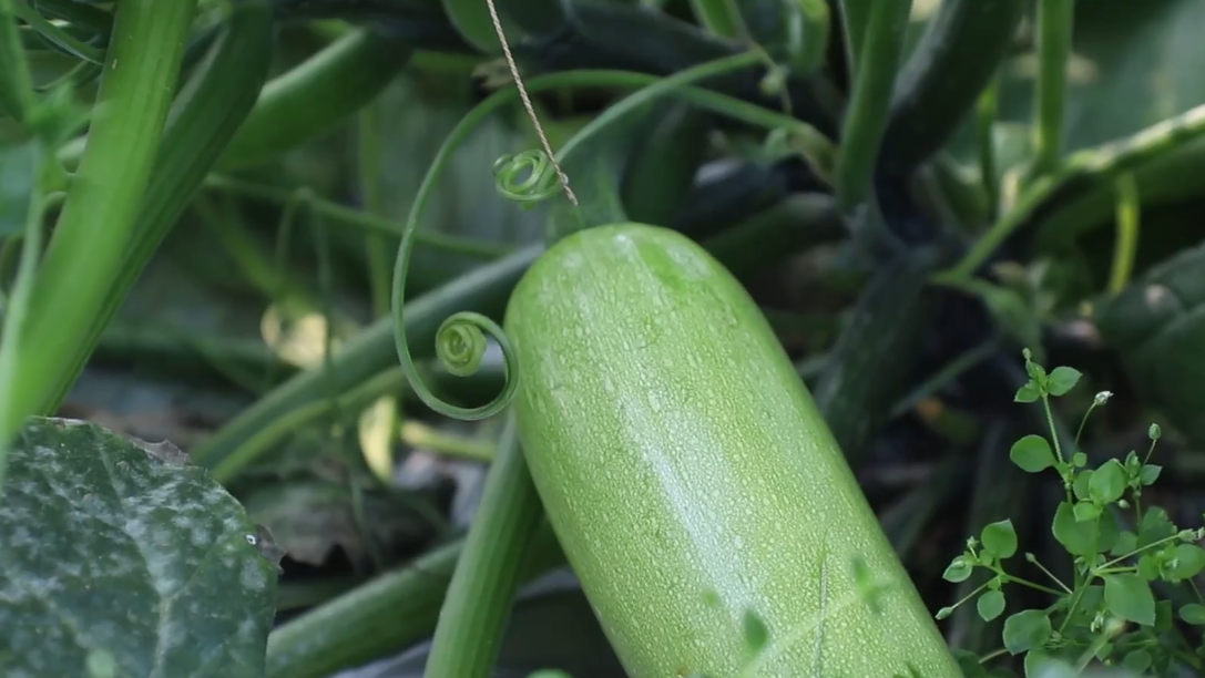 夏邑：蔬菜大棚产业“开花结果”助增收
