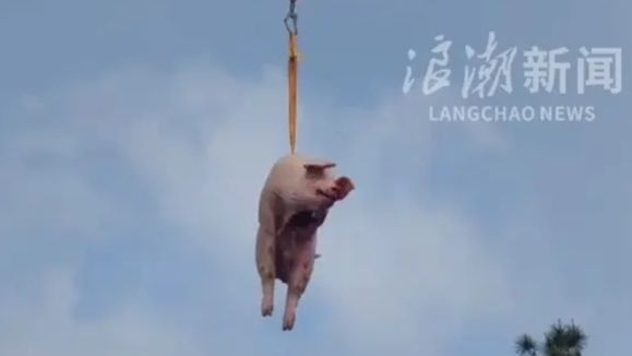 无人机吊运猪羊上山祭祖