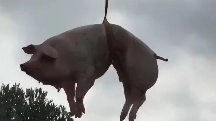 无人机吊运猪羊上山祭祖