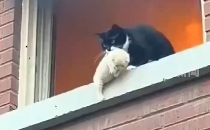 “奶牛猫火场救小猫”疑为AI制作