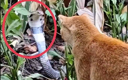 猫咪挺身而出击退眼镜蛇