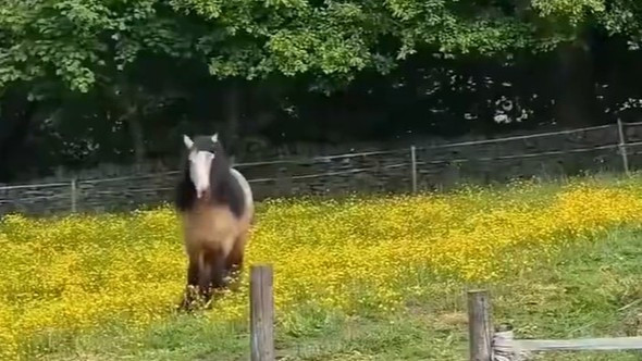 终于知道为啥叫“杀马特”了