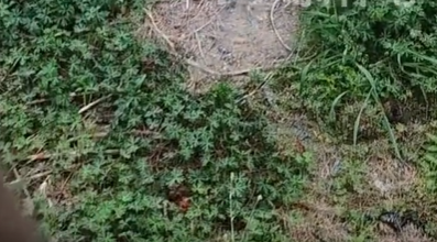 男子发现扔烟头地方不长草决定戒烟