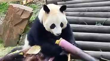 “笋之大，一猫吃不下” 大熊猫：这笋有力气！