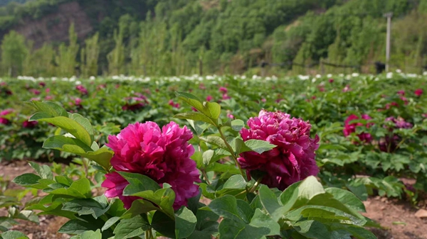 一株牡丹激活乡村业态 “花经济”赋能鲁山乡村振兴