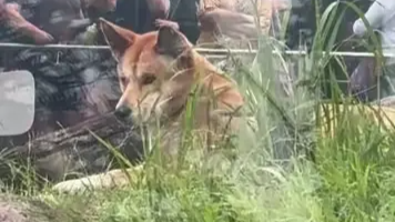 “农村大黄”出国成了野生动物