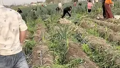 网警处罚编造“大葱免费拿”谣言者