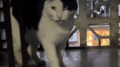 “黑猫警长”四年抓了两百多只老鼠