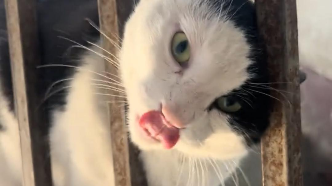 网友称奶牛猫四年抓了两百多只老鼠
