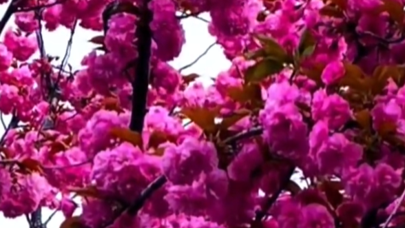 新蔡县顿岗乡：樱花漫舞绘春梦 繁华盛绽映碧空