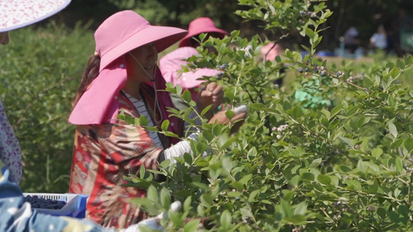 鲁山县：林果产业为乡村振兴注入新动能