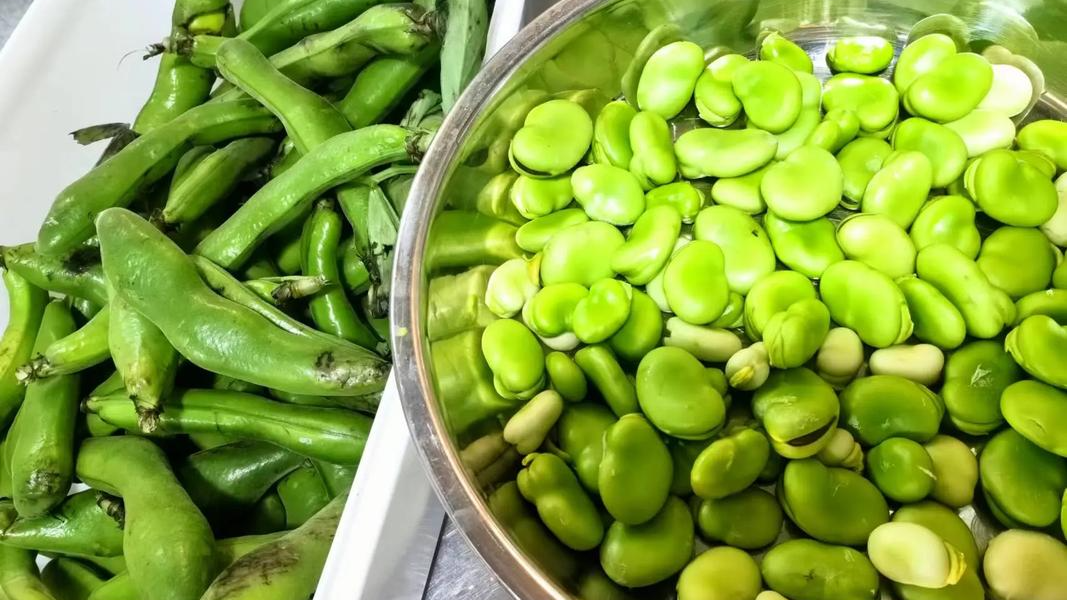 剥蚕豆会得“蚕豆病”？专家回应