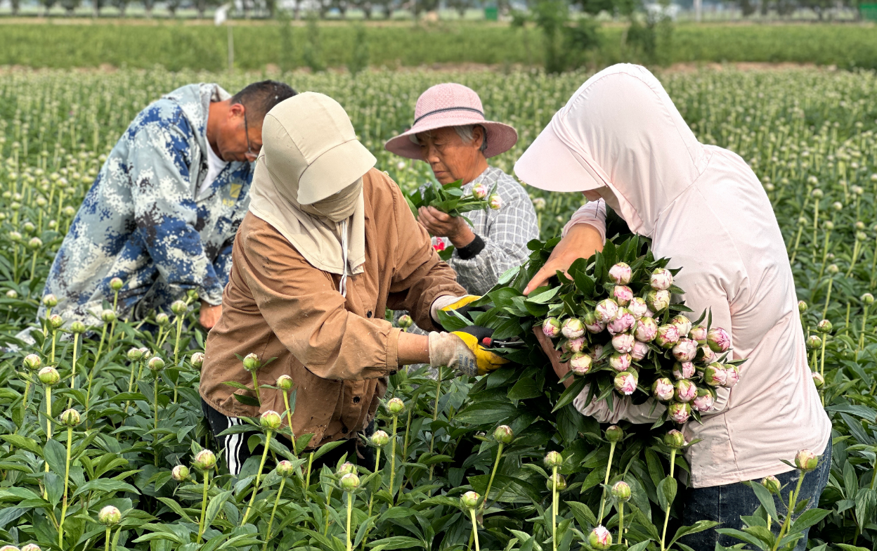 台前县：首采即俏销 芍药鲜切花“绽放”乡村美丽经济