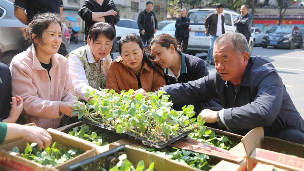 河南确山：爱心小瓜苗托起增收大希望