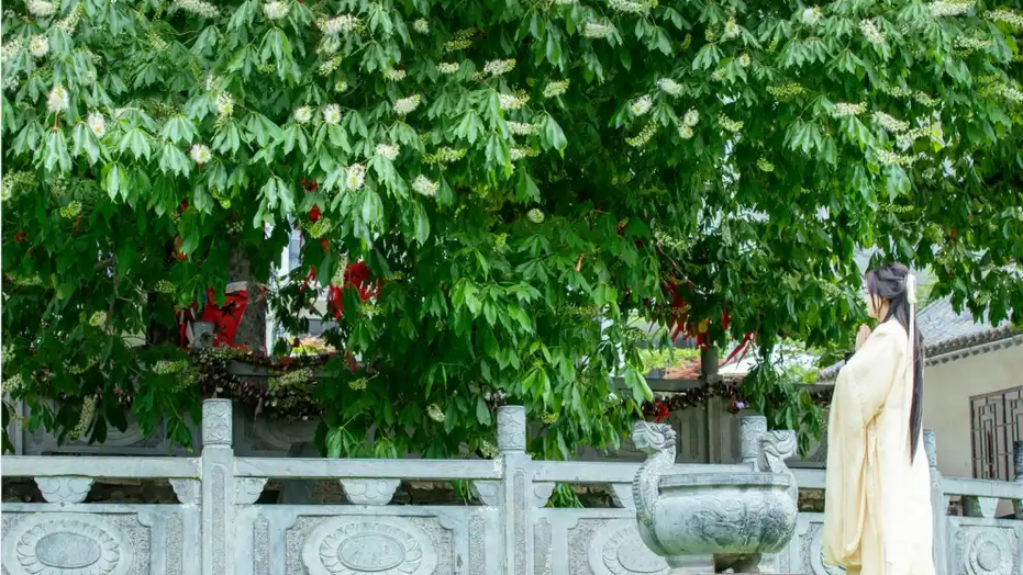 洛阳千年菩提树开花了！“菩提开花，所愿皆圆满”