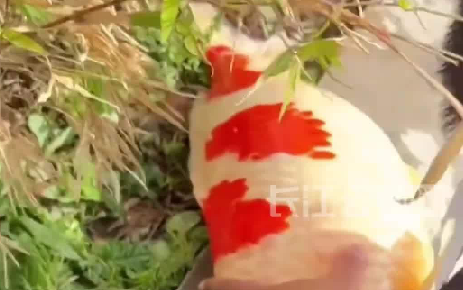 养了多年的锦鲤死亡，主人在伤心，朋友转头炖汤
