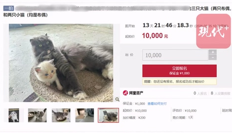 公司欠债倒闭五只猫咪员工被法拍