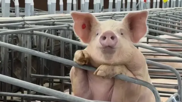 不养猪、杀猪就能吃上猪肉？种猪肉公司多项专利已获授权