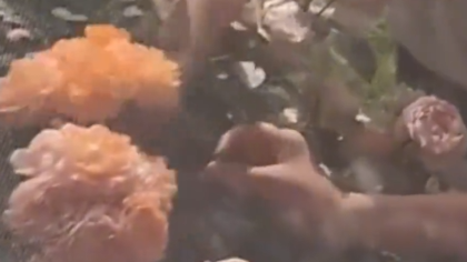 男孩们组团摘花被抓包，主人耐心引导：摘个漂亮点的送给妈妈
