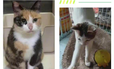 小伙弄丢了免费领养的猫被要求赔2万，法院判了