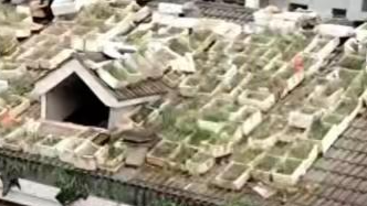 房顶变私人菜地？社区回应男子在楼顶斜坡种百盆菜